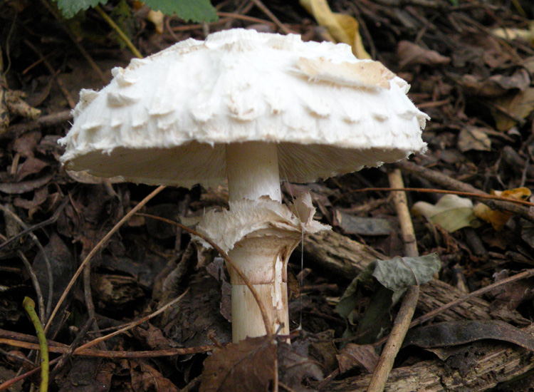 Agaricus, Lepiota o altro?